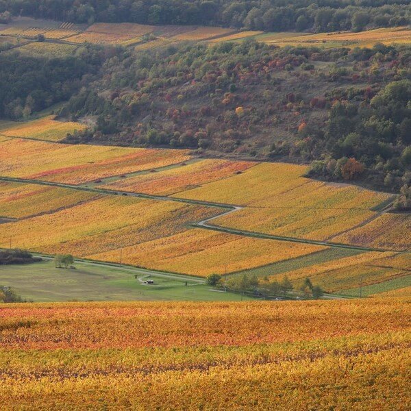 You can enjoy wonderful views in automn especially when the vineyards have gold and red colors.