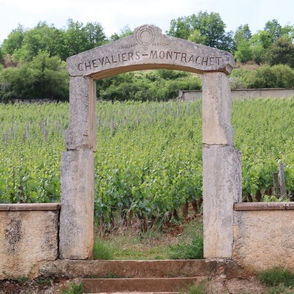2 tasting stops during the wine tour "From Corton to Montrachet", one of them near the plot Chevalier Montrachet.